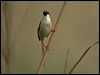 ashy_prinia_16824
