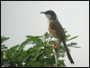 ashy_prinia_16830