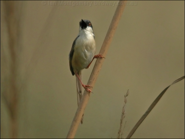 Ashy Prinia ashy_prinia_16824.psd