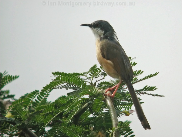 Ashy Prinia ashy_prinia_16830.psd
