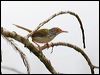 common_tailorbird_55581