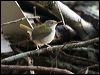 common_tailorbird_55747