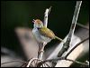 common_tailorbird_55756