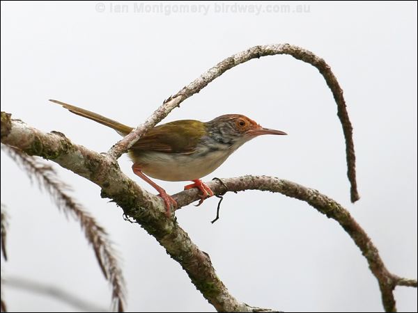 Common Tailorbird common_tailorbird_55581.jpg
