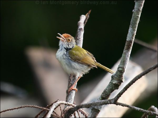 Common Tailorbird common_tailorbird_55756.jpg