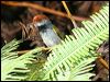 darknecktailorbird_56227