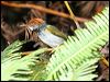 darknecktailorbird_56228