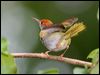 darknecktailorbird_56961