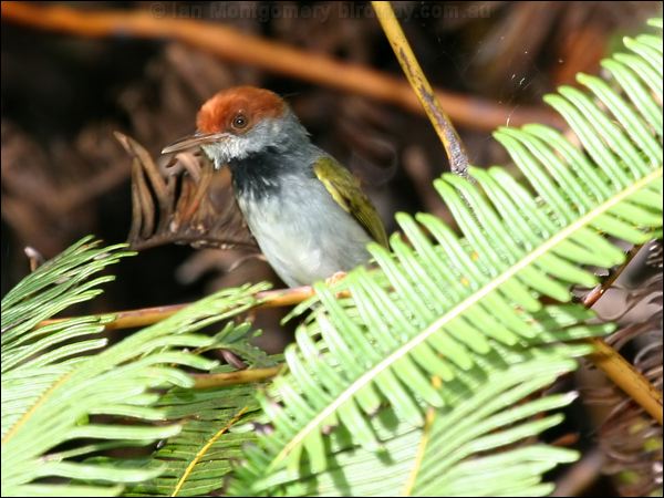 Dark-necked Tailorbird darknecktailorbird_56227.jpg