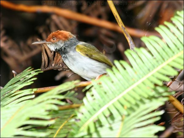 Dark-necked Tailorbird darknecktailorbird_56228.jpg