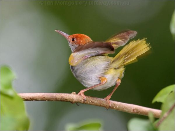 Dark-necked Tailorbird darknecktailorbird_56961.jpg