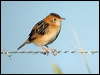 goldenheadcisticola_08373