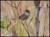 goldenheadcisticola_106643