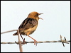 goldenheadcisticola_13488