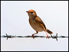 goldenheadcisticola_28082