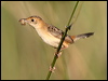 goldenheadcisticola_47995