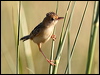 goldenheadcisticola_48003