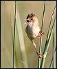 goldenheadcisticola_48005