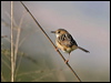 goldenheadcisticola_58572
