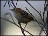goldenheadcisticola_81494