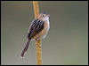 goldenheadcisticola_93278