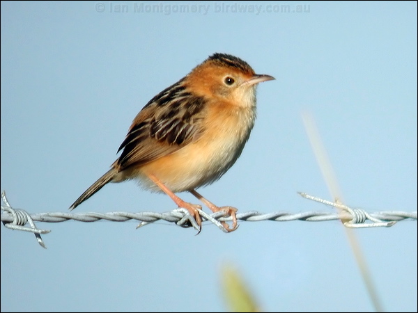 Golden-headed Cisticola goldenheadcisticola_08373.psd