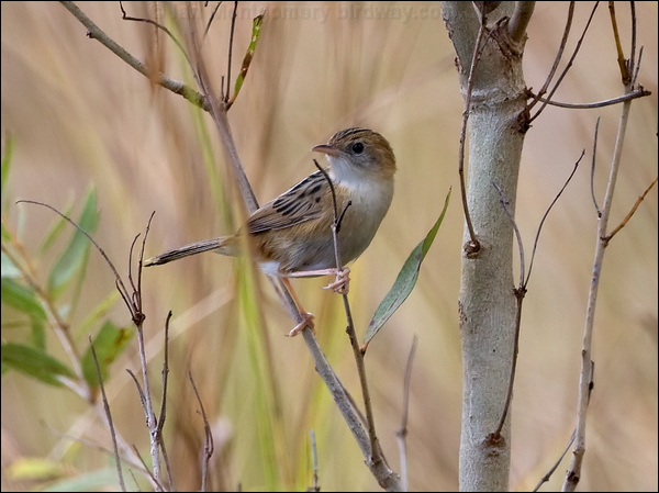 Golden-headed Cisticola goldenheadcisticola_106643.psd