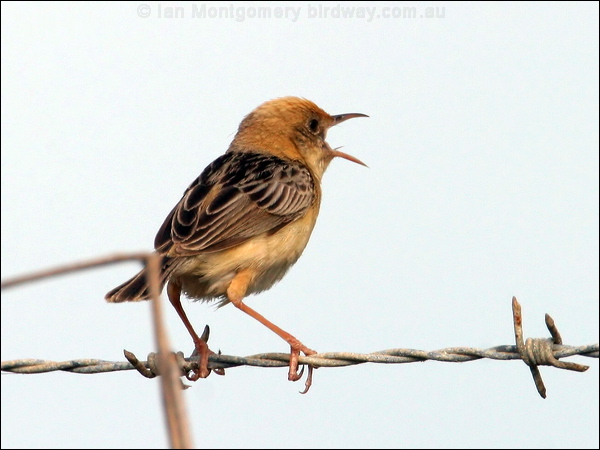 Golden-headed Cisticola goldenheadcisticola_13488.psd