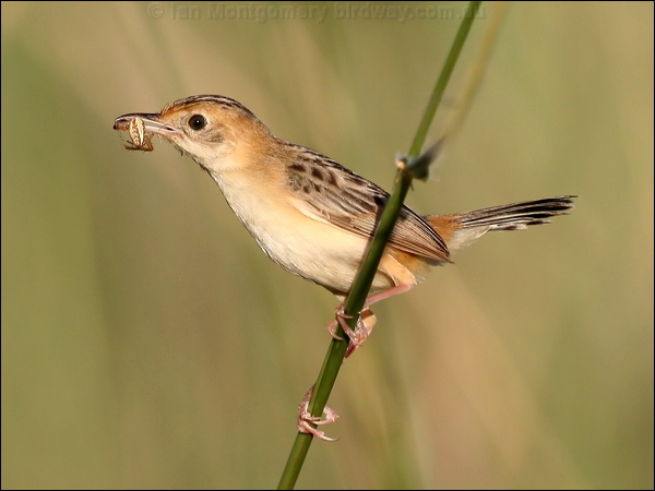 Golden-headed Cisticola goldenheadcisticola_47995.psd