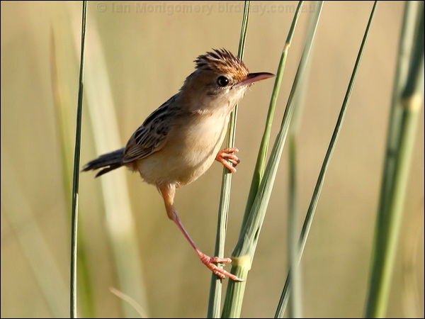 Golden-headed Cisticola goldenheadcisticola_48003.psd