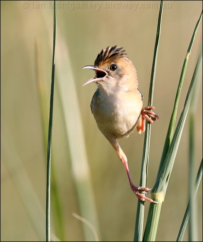 Golden-headed Cisticola goldenheadcisticola_48005.psd