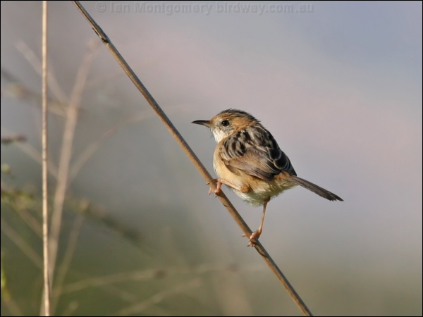 Golden-headed Cisticola goldenheadcisticola_58572.psd