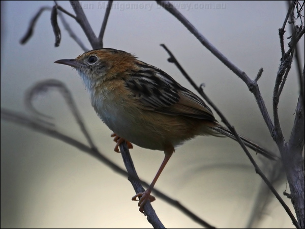 Golden-headed Cisticola goldenheadcisticola_81494.psd