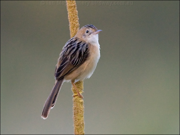 Golden-headed Cisticola goldenheadcisticola_93278.psd