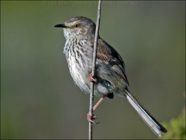 Karoo Prinia karoo_prinia_04477.psd