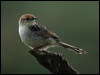 Click here to enter gallery and see photos/pictures/images of Levaillant's Cisticola