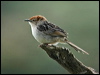 levaillantscisticola_04837