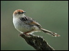 levaillantscisticola_04839