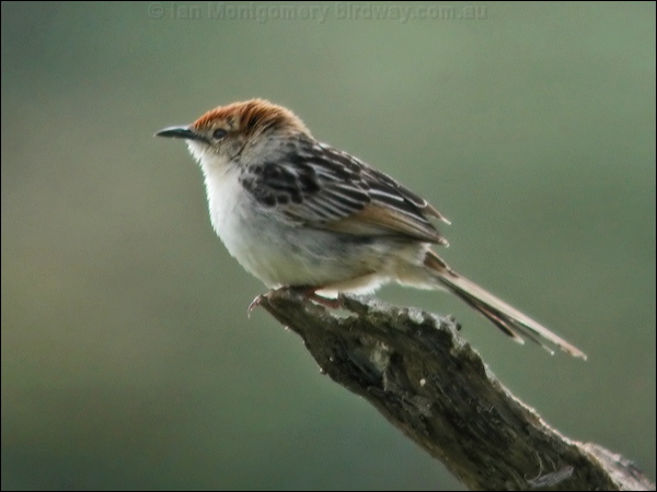 Levaillant's Cisticola levaillantscisticola_04837.psd