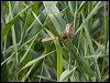 plain_prinia_142211