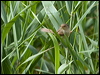 plain_prinia_142212