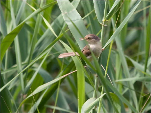 Plain Prinia plain_prinia_142210.psd