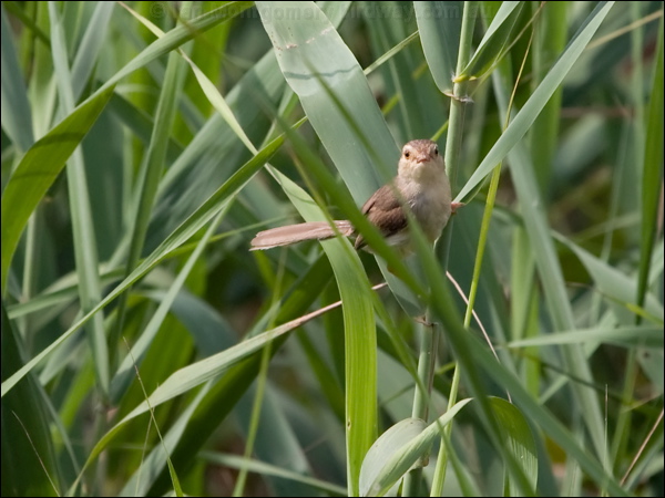 Plain Prinia plain_prinia_142211.psd