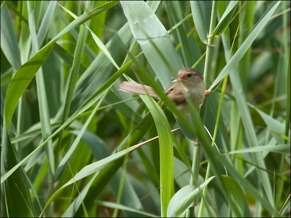 Plain Prinia plain_prinia_142212.psd