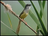 yellowbellied_prinia_16847