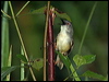 yellowbellied_prinia_50503