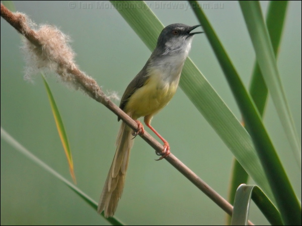 Yellow-bellied Prinia yellowbellied_prinia_16847.psd