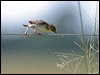 Click here to enter gallery and see photos/pictures/images of Zitting Cisticola