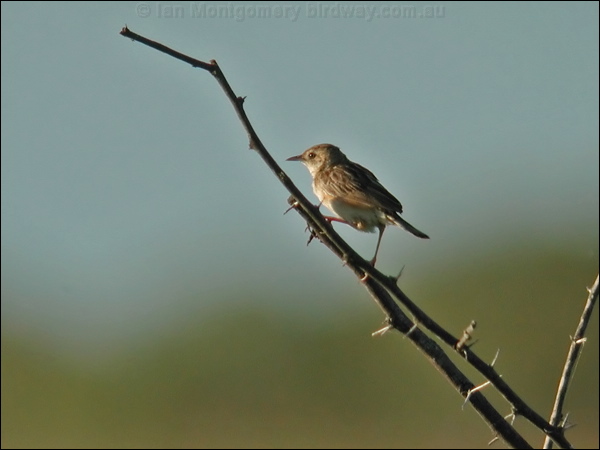 Zitting Cisticola zitting_cisticola_16519.psd