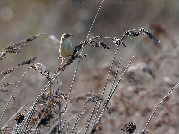Zitting Cisticola zitting_cisticola_53964.psd